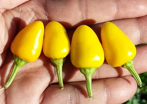 Thai Yellow Chilli - The Most Bright Yellow Chilli You will Ever See - 5 Seeds