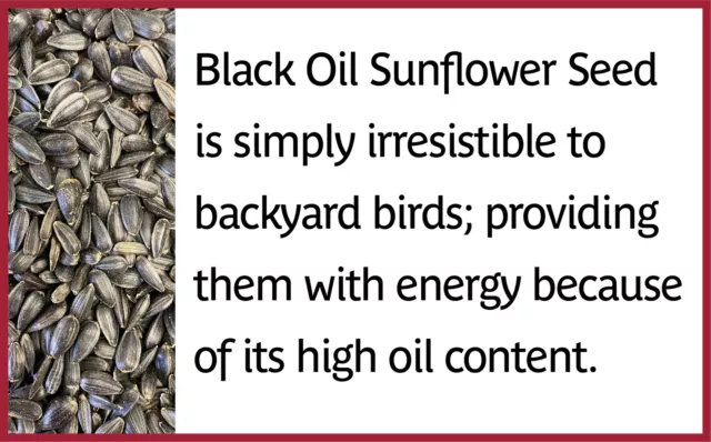 Pennington Select Black Oil Sunflower Seed Wild Bird Feed, 40 lb. Bag 3