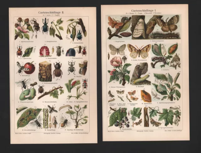 Chromo-Lithografien 1905: Garten-Schädlinge I/II. Käfer Insekten Land Forst