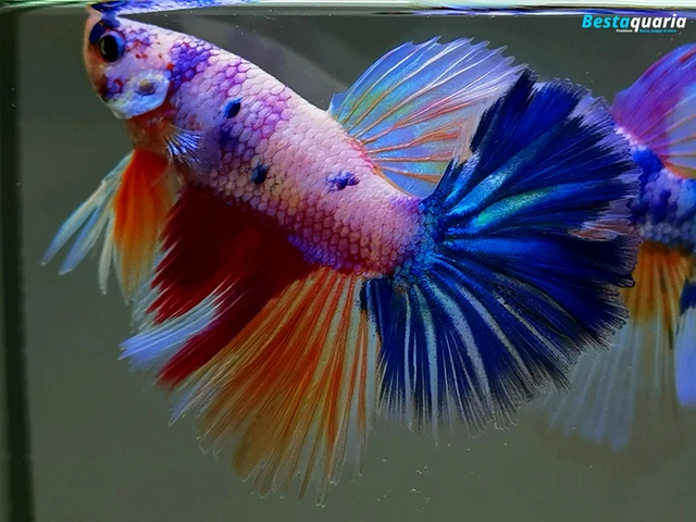 Premium Live Betta Fish l Male Halfmoon Candy Multicolor Pastel