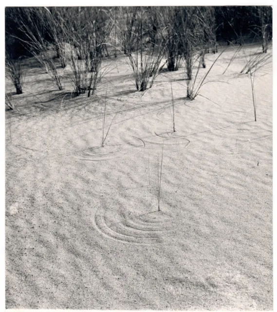 Original Vintage Photography - Winter Landscape - Photo Bushes in Snow - Europe