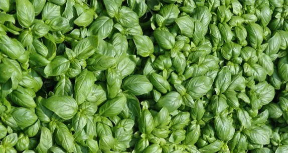 ☺1000 graines de basilic Italien à grandes feuilles