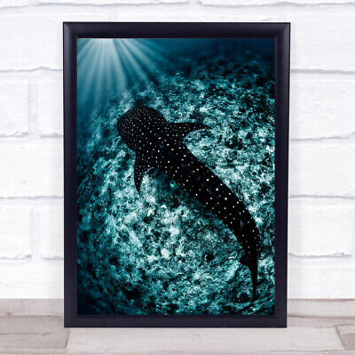 Ocean line Shark Underwater Coral Reef Sunrays Wildlife Nature Art Print