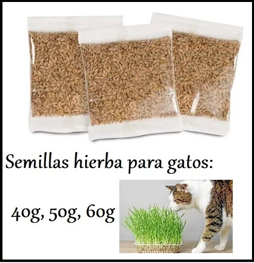 Semillas frescas de Hierba para Gato,  seeds 40, 50 ó 60 gramos