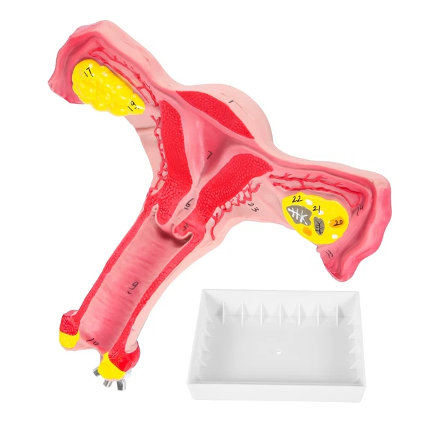1:1 Human Female Uterus Ovary Fallopian Tubes Model Anatomical human anatomy model  medical teaching tools