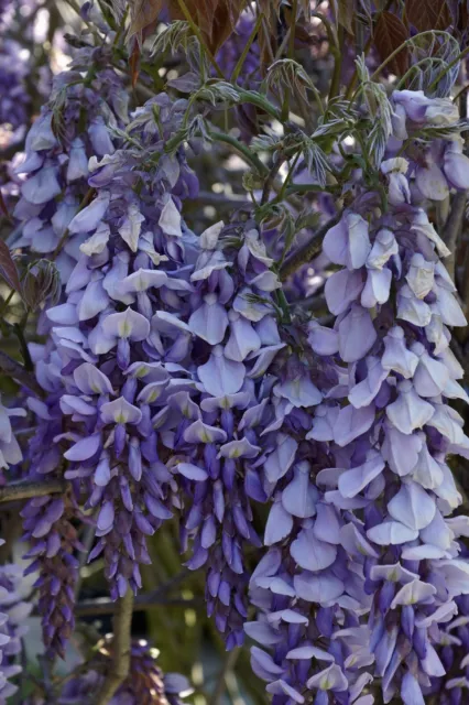 Pianta di Glicine Wisteria pianta vera da fiore esterno rampicante ornamentale