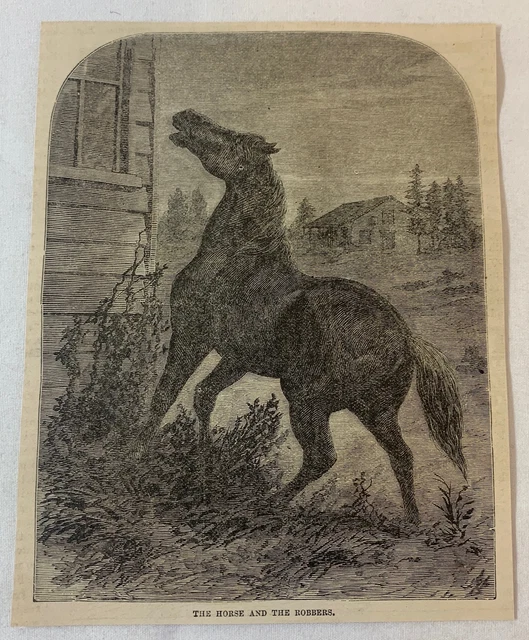 1877 Rivista Incisione ~ Cavallo Allerta Che There Are Ladri