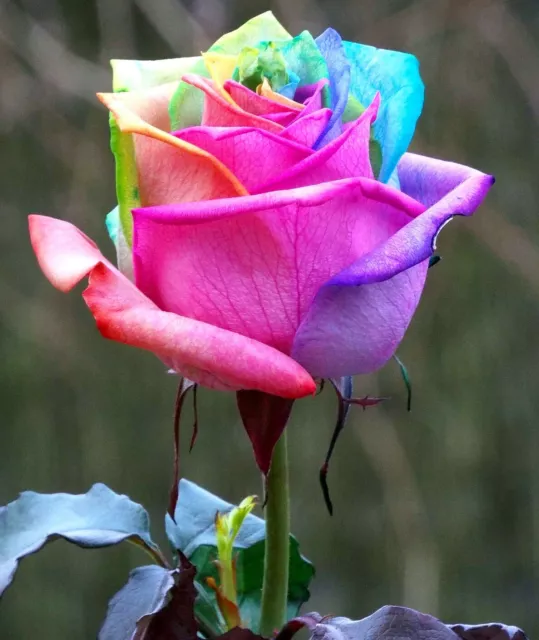 10x graine Rosier ARC EN CIEL "HARLEQUIN" RAINBOW colorful rosebush seeds Rose