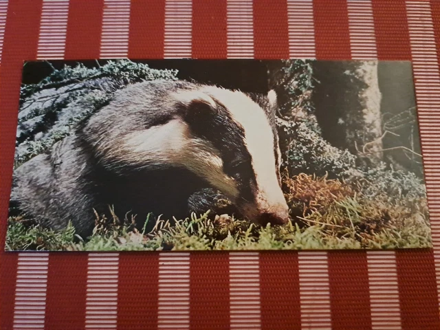 Carte MERVEILLES DU MONDE Nestlé n° 192 LE MOINEAU DOMESTIQUE Chocolat