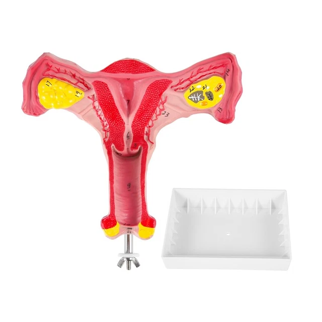 1:1 Human Female Uterus Ovary Fallopian Tubes Model Anatomical Human Anatom Z3H3