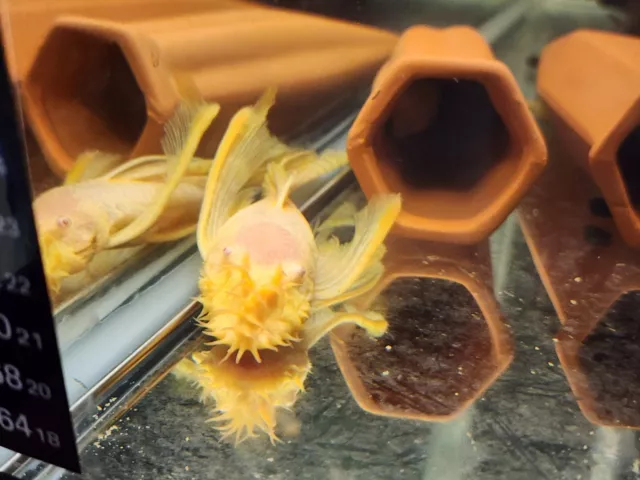 Long Fin Albino Bristlenose Pleco 3/4" - 1"