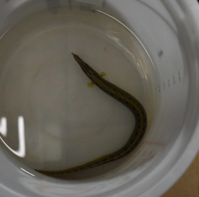 Live Tire Track Zig Zag Eeel (9-10" Freshwater Aquarium Fish) PLS READ DESCR 6