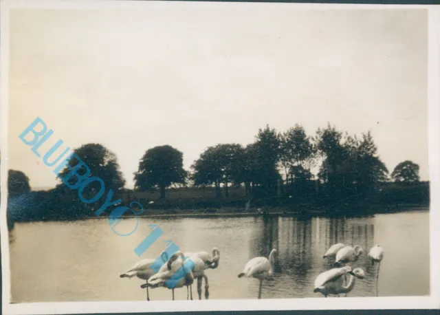 Whipsnade Zoo in 1932 The Flamingo's  3.25 x 2.25 inches Original photo