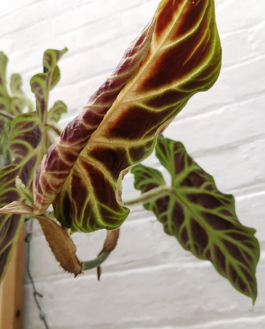 PHILODENDRON VERRUCOSUM 'Bosco' | Tropical Aroid Rare Plant 10.40 -  PicClick UK