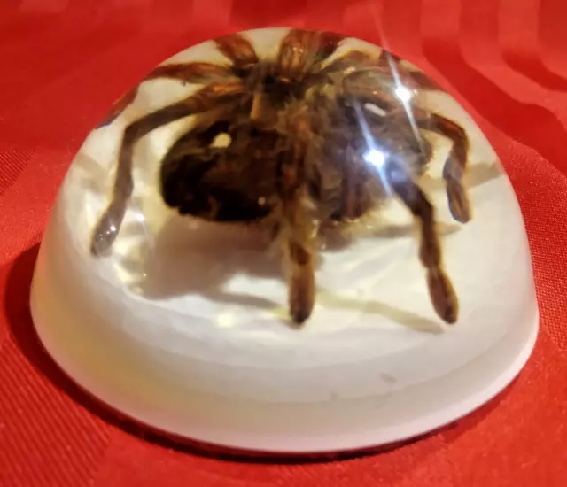 Real Tarantula Spider In Acrylic Dome Paperweight. 3.5"  NICE! Great Odd Gift!