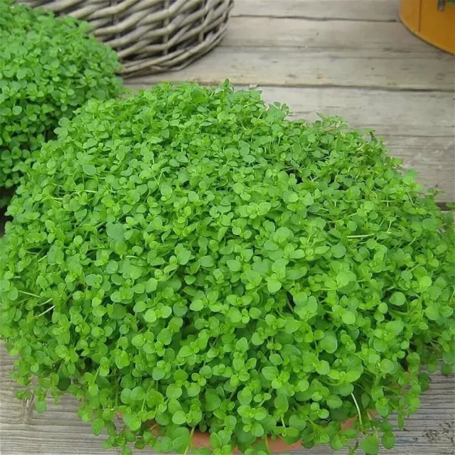 Mentha Requienii Green Grass Seeds F1 Heirloom Belle maison et jardin herbe