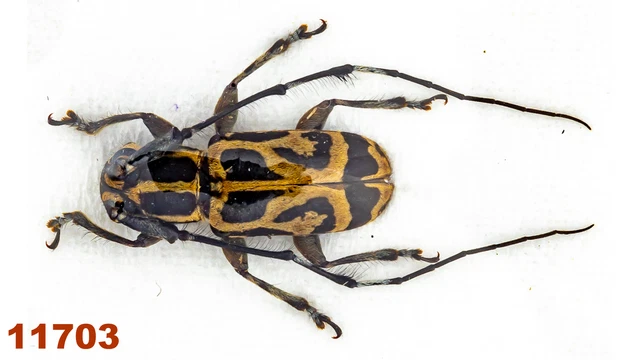 Cerambycidae: Lamiinae sp.   A1, 9,5 mm, 1 pc