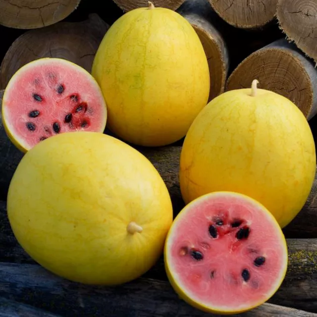 Mini-Wassermelone GOLDEN MIDGET 10 Samen CITRULLUS LANATUS süß MELONE Balkon