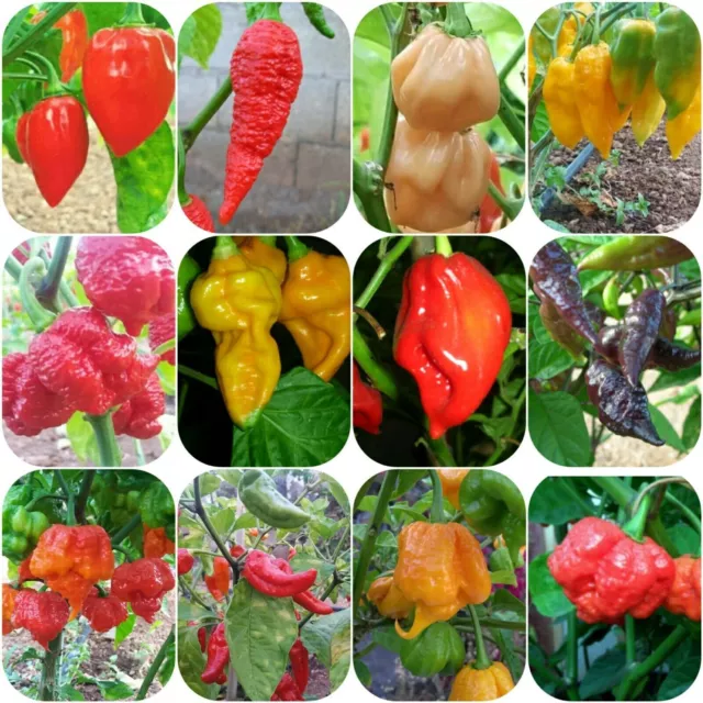 120 schärfste Chilisamen der Welt, Carolina Reaper, Bhut Jolokia, 7 Pot Primo