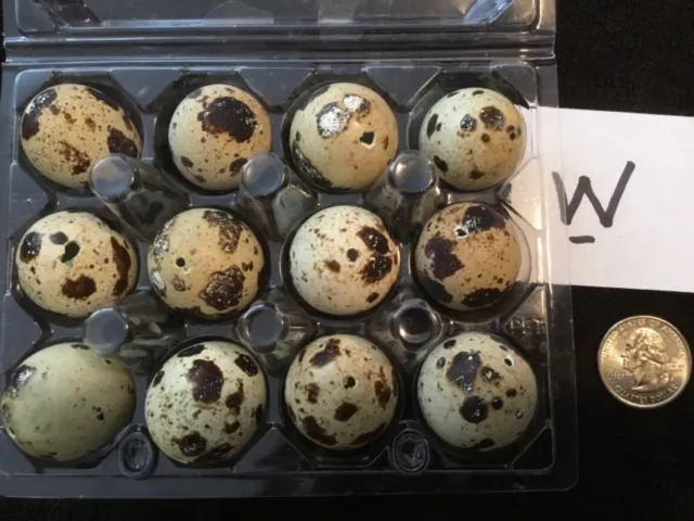 Lote de 12 huevos de codorniz de un agujero artesanías de Pascua de color natural real volados con
