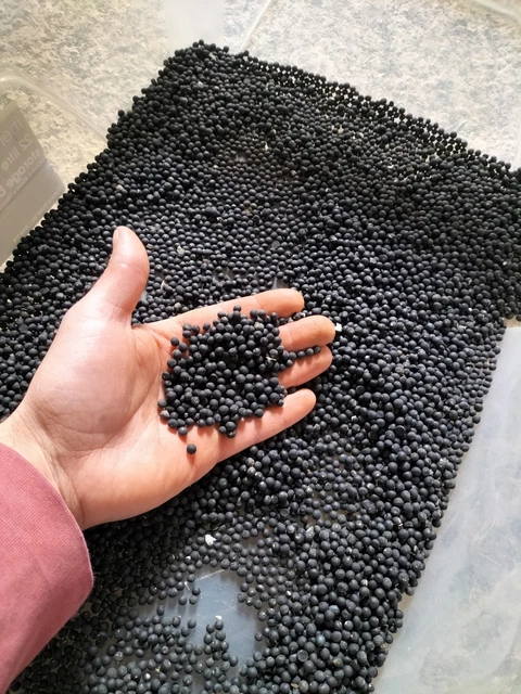 100 Semi Asparagi Selvatici - Per Orto E Giardino | Coltivazione Naturale