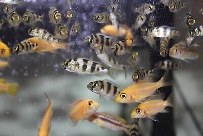 Assorted African Cichlids Live Fish 1”+ (4 Pack) African Cichlid Colony 2