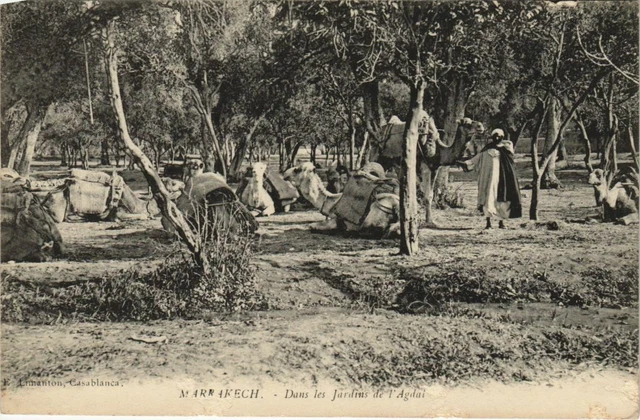 CPA AK Marrakech - Marrakesh - Dans les Jardins de l'Agdal MAROC (1082863)