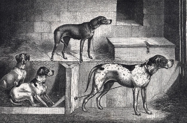DOG German Shorthaired Pointer, Vizla, English, 1870s Antique Print & Article