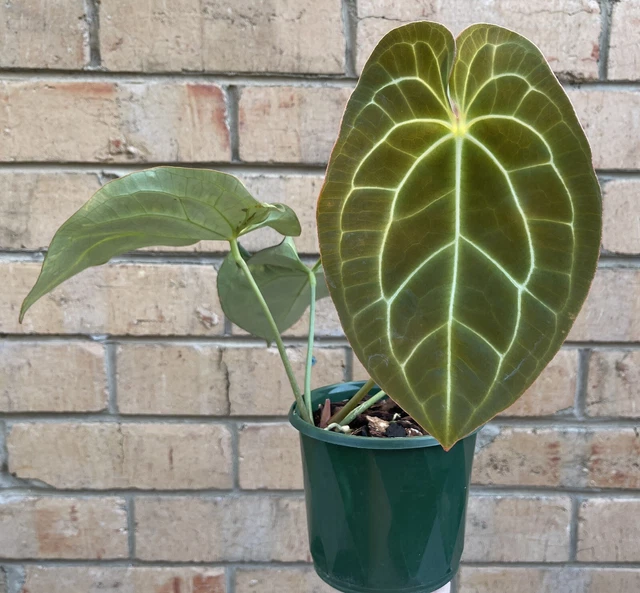 激レア 極美 アンスリューム forgetii x luxurians | www.bellizzisrl.it