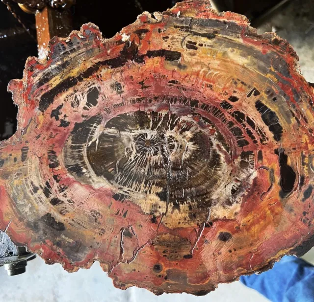 Petrified wood from Utahs Cathedral Valley Chinle formation full round 33lbs