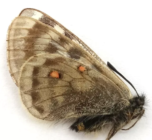 Parnassius Andreji Kongfuzii Female From Sunan Pass, Gansu, China