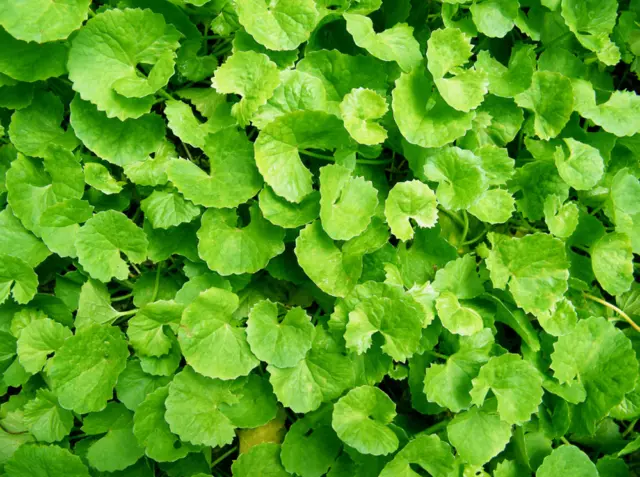 100 x Centella asiatica - Gotu Kola / Pennywort / kodavan - Fresh Whole Plants