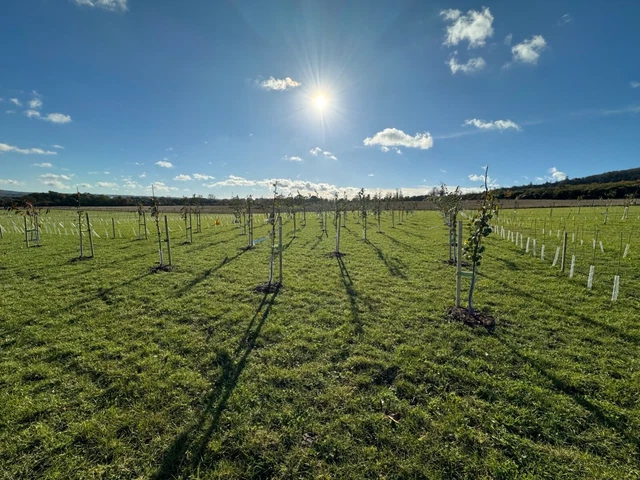Freehold Orchard for Sale - Sevenoaks, Kent Freehold Orchard for Sale - Sevenoaks, Kent