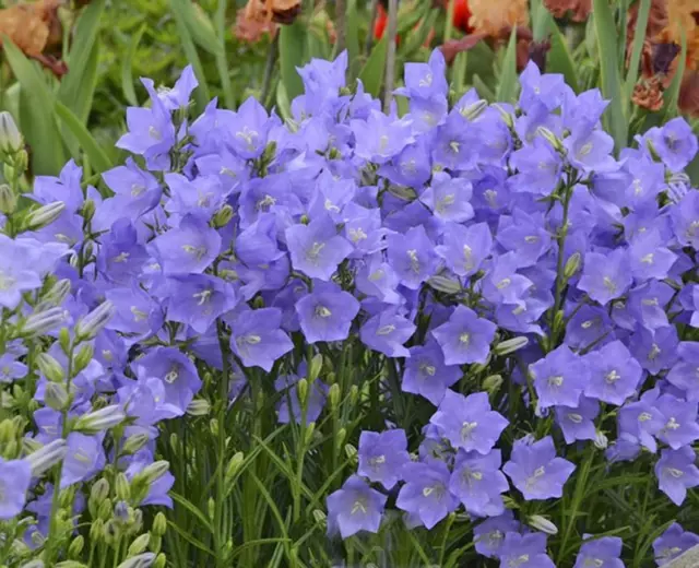 Campanula Persicifolia 'Takion Blue' Perennial (LARGE) Plug Plants Pack x6