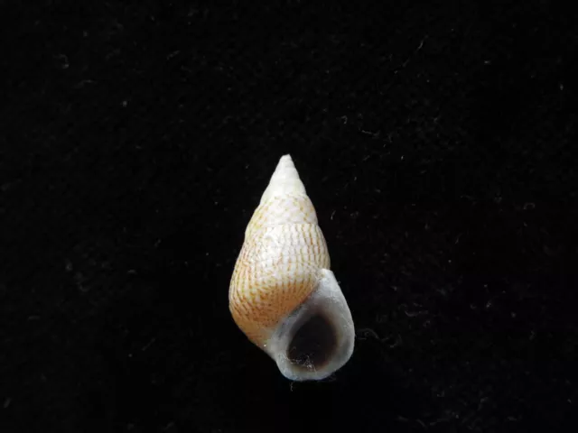 Sea Shell Littoraria melanostoma 23.8mm ID#5087