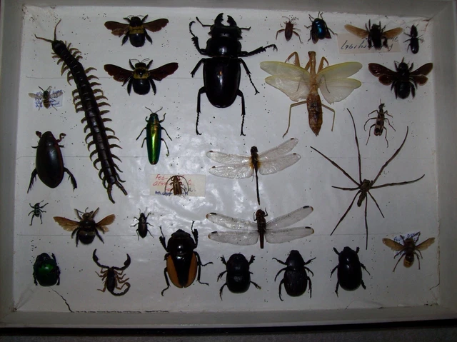 WORLD BUG COLLECTION spider, insect, beetles COLLECTOR, framer, artwork ...