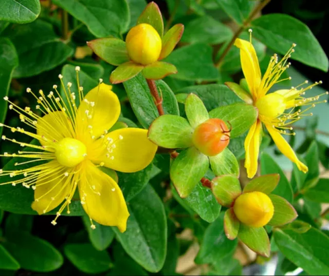 100+ Organic St. John's Wort seeds ~Hypericum perforatum~ *Free US shipping*