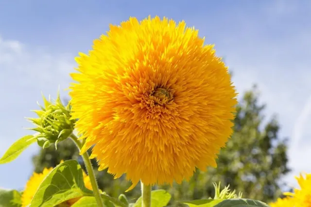 Teddy Bear Sunflower Seeds, Sungold, Helianthus, Double Dwarf, Yellow, 50 to 100