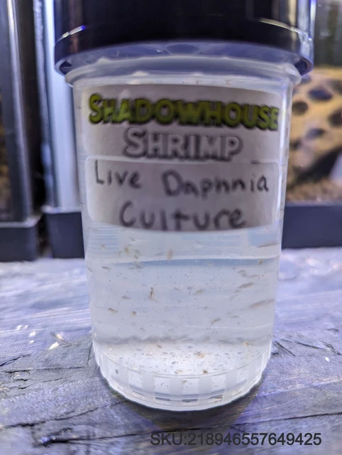 Daphnia Magna (Red Russian) starter Culture