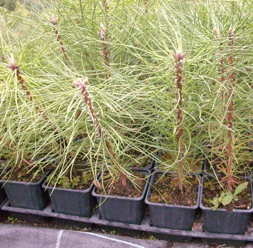 1 x Schwarzkiefer - Pinus nigra austriaca im Topf 8-12 cm