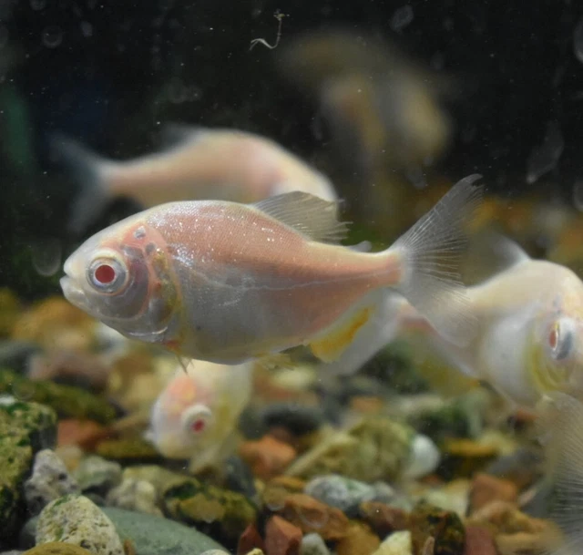 Live Albino Pacu (2.5" Juvenile Freshwater Aquarium Fish) PLS READ DESCR 11
