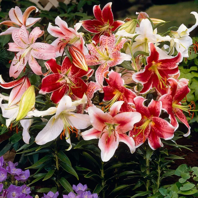 Asiatic & Oriental Lilies Saver Pack of 50 Bulbs - 25 of Each