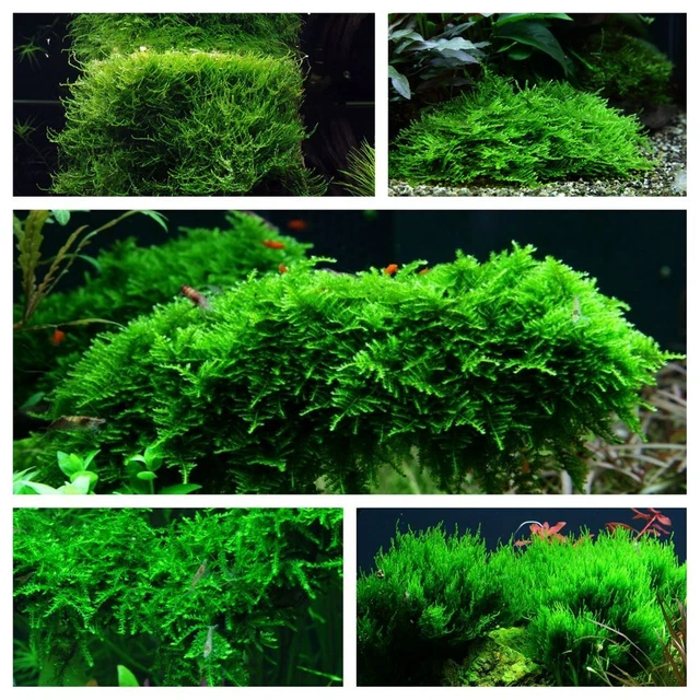 Moos Set mit 5 Tropica in Vitro Pflanzen Aquariumpflanzenset Nr.57