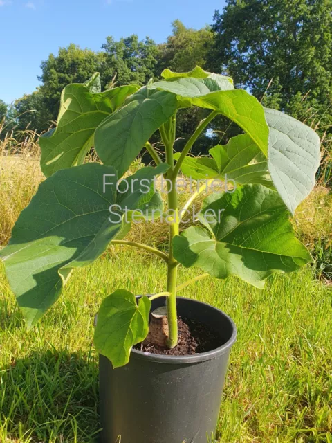 Cashback!! Kiribaum, Paulownia "Turbo Pro", 2.Jährig mit neuem Austrieb