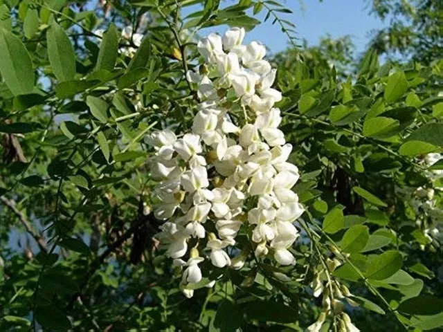 10 semillas de Sophora japonica, semillas de árboles de pagoda japonesa, semillas de árboles de pagoda,