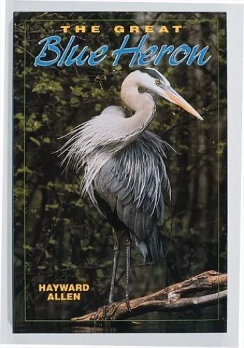 The Great Blue Heron (Camp & Cottage..., Allen, Hayward