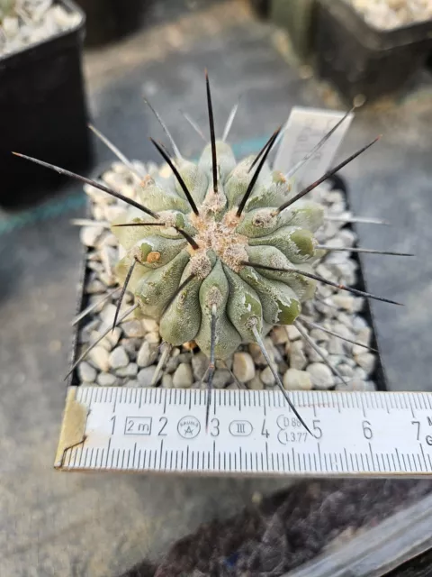 Copiapoa dealbata one spine  WE/own roots very rare, 3
