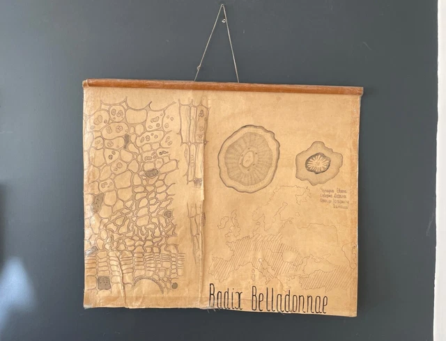 Cartellone botanico vintage anni '70 FATTO A MANO Università farmaceutica...