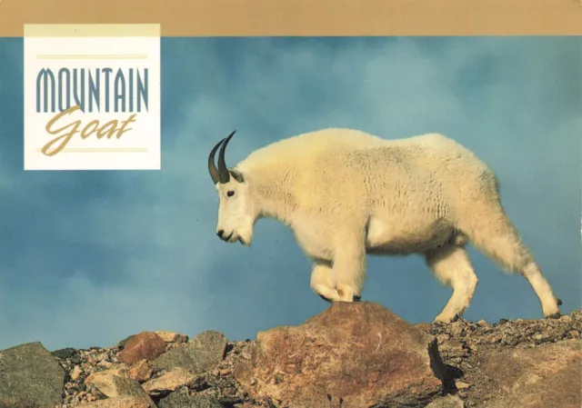 Postcard Mountain Goat Horns Mountainside Cliffs Rocky Mountain Goat