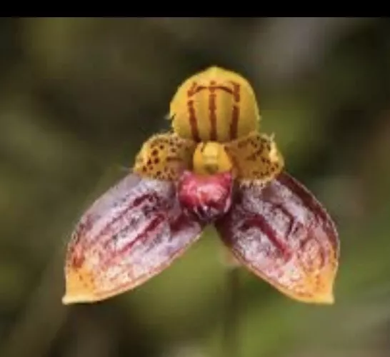 Species Orchid - Bulbophyllum catenulatum